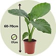 PLANT IN A BOX - Plante à grandes feuilles - Alocasia 'Macrorrhizos' - Hauteur 60-70cm - ⌀17cm - vignette