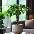 PLANT IN A BOX - Arbre à argent - Pachira aquatica - Hauteur 60-70cm - ⌀17cm - vignette