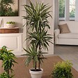 PLANT IN A BOX - Dragonnier - Set de 2 - Dracaena Deremensis 'Warneckei' - H60-70cm - ⌀17cm - vignette