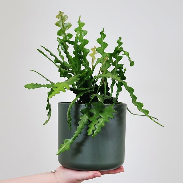 PLANT IN A BOX - Cactus orchidée - Epiphyllum 'Anguliger' - Hauteur 30-40cm - ⌀15cm - large