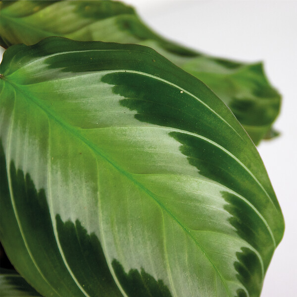 BLOOMIQUE - Maranta Silverband - Plante priante - Plante suspendue - Dépolluante - H. 10-20 cm - P. 12 cm - large