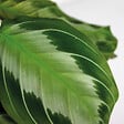 BLOOMIQUE - Maranta Silverband - Plante priante - Plante suspendue - Dépolluante - H. 10-20 cm - P. 12 cm - vignette