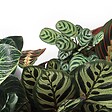 BLOOMIQUE - Lot de 2 Calathea - Medallion et Orbifolia - Plantes paon - Dépolluantes - H. 40-50 cm - P. 14 cm - vignette
