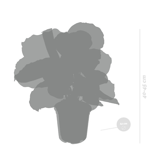 BLOOMIQUE - Lot de 2 Calathea - Medallion et Orbifolia - Plantes paon - Dépolluantes - H. 40-50 cm - P. 14 cm - large