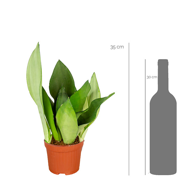 BLOOMIQUE - Lot de 4 - Sansevieria 'Moonshine' lot de 4 - Plante d'intérieur et pot - H. 10-20 cm - P. 9 cm - large