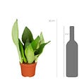 BLOOMIQUE - Lot de 4 - Sansevieria 'Moonshine' lot de 4 - Plante d'intérieur et pot - H. 10-20 cm - P. 9 cm - vignette