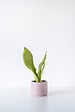 BLOOMIQUE - Lot de 4 - Sansevieria 'Moonshine' lot de 4 - Plante d'intérieur et pot - H. 10-20 cm - P. 9 cm - vignette