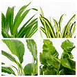 BLOOMIQUE - Mélange Dépolluant x5 - H. 20-40 cm - P. 12 cm - vignette