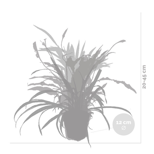 BLOOMIQUE - Mélange Dépolluant x5 - H. 20-40 cm - P. 12 cm - large