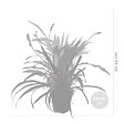 BLOOMIQUE - Mélange Dépolluant x5 - H. 20-40 cm - P. 12 cm - vignette