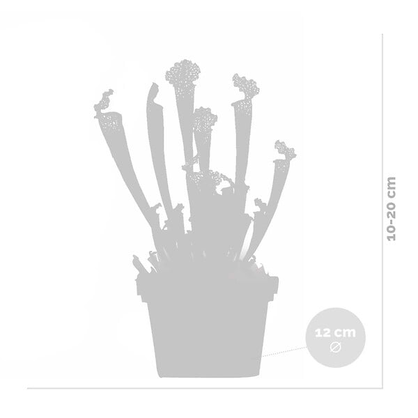 BLOOMIQUE - Lot de 2 - Sarracenia Juthatip Soper - Plante Trompette - Plante Carnivore - H. 10-20 cm - P. 12 cm - large