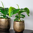 BLOOMIQUE - Musa Dwarf Cavendish - Bananier d’intérieur - Plante d’intérieur - H. 60-70 cm - P. 17 cm - vignette