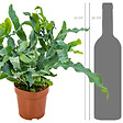 BLOOMIQUE - Lot de 2 Fougères - Nephrolepis Green Lady & Phlebodium Blue Star - H. 20-30 cm - P. 12 cm - vignette