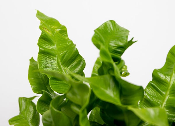 BLOOMIQUE - Asplenium Crispy Wave - Fougère nid d’oiseau - Plante d’intérieur - H. 20-30 cm - P. 12 cm - large