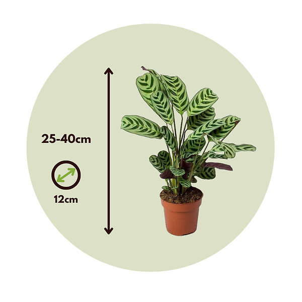 PLANT IN A BOX - Plante Dormeuse - Set de 4 - Ctenanthe 'burle-marxii' - Hauteur 25-40cm - ⌀12cm - large