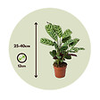 PLANT IN A BOX - Plante Dormeuse - Set de 4 - Ctenanthe 'burle-marxii' - Hauteur 25-40cm - ⌀12cm - vignette