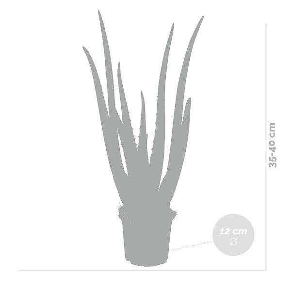 BLOOMIQUE - Lot de 2 - Aloe Vera - Plantes d’intérieur - Plantes grasses - Succulentes - H. 30-40 cm - P. 12 cm - large