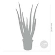 BLOOMIQUE - Lot de 2 - Aloe Vera - Plantes d’intérieur - Plantes grasses - Succulentes - H. 30-40 cm - P. 12 cm - vignette