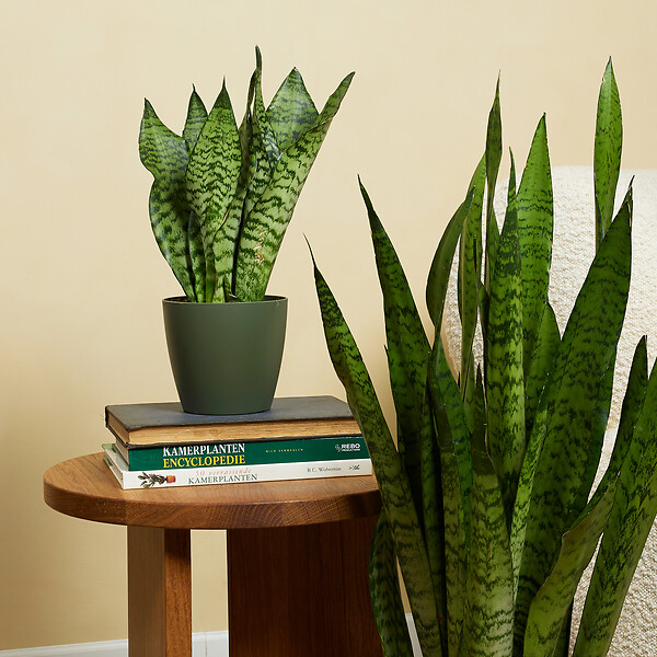 BLOOMIQUE - Lot de 2 - Sansevieria Zeylanica - Langue de belle-mère - P. 12 cm - H. 30-40 cm - large