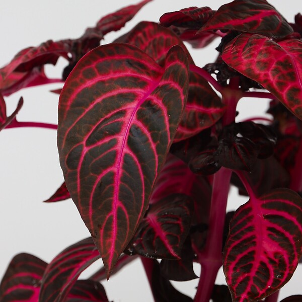 PLANT IN A BOX - Feuille de sang - Set de 2 - Iresine herbstii - Hauteur 20-30cm - ⌀13cm - large