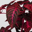 PLANT IN A BOX - Feuille de sang - Set de 2 - Iresine herbstii - Hauteur 20-30cm - ⌀13cm - vignette