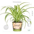 BLOOMIQUE - Lot de 6 - Plantes d’intérieur sans danger pour les animaux - H. 20-30 cm - P. 12 cm - vignette