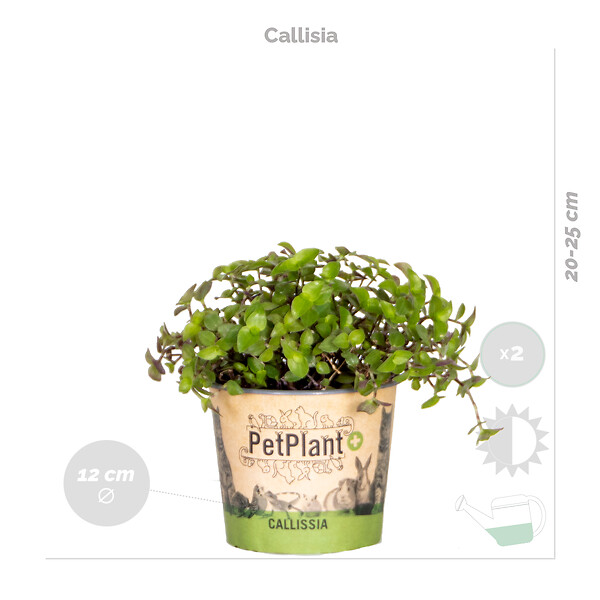 BLOOMIQUE - Lot de 6 - Plantes d’intérieur sans danger pour les animaux - H. 20-30 cm - P. 12 cm - large