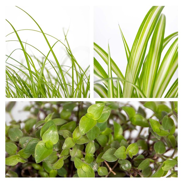 BLOOMIQUE - Lot de 6 - Plantes d’intérieur sans danger pour les animaux - H. 20-30 cm - P. 12 cm - large