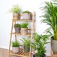 BLOOMIQUE - Lot de 6 - Plantes d’intérieur sans danger pour les animaux - H. 20-30 cm - P. 12 cm - vignette