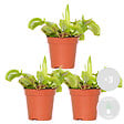 BLOOMIQUE - Lot de 3 - Dionaea Muscipula - Plante Carnivore - Facile d’entretien - 05-10 cm - vignette