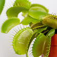 BLOOMIQUE - Lot de 3 - Dionaea Muscipula - Plante Carnivore - Facile d’entretien - 05-10 cm - vignette