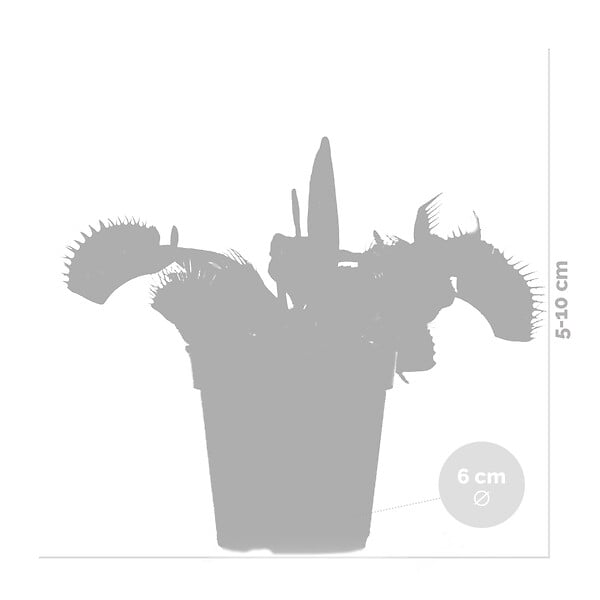 BLOOMIQUE - Lot de 3 - Dionaea Muscipula - Plante Carnivore - Facile d’entretien - 05-10 cm - large