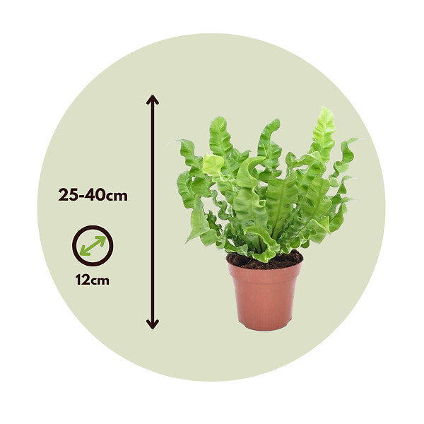 PLANT IN A BOX - Fougère nid d'oiseau - Set de 2 - Asplenium 'Crispy Wave' - H25-40cm - ⌀12cm - large