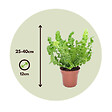PLANT IN A BOX - Fougère nid d'oiseau - Set de 2 - Asplenium 'Crispy Wave' - H25-40cm - ⌀12cm - vignette