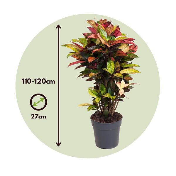 PLANT IN A BOX - Croton - Codiaeum variegatum 'Mrs. Iceton' - Hauteur 90-100cm - Pot 27cm - large