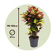 PLANT IN A BOX - Croton - Codiaeum variegatum 'Mrs. Iceton' - Hauteur 90-100cm - Pot 27cm - vignette