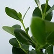 PLANT IN A BOX - Pommier baumier - Clusia rosea 'Princess' - Hauteur 50-60cm - ⌀17cm - vignette