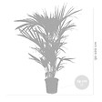 BLOOMIQUE - Howea Forsteriana - Palmier Kentia - Plantes d’intérieur - Dépolluante - H. 80-100 cm - P. 19 cm - vignette