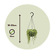 PLANT IN A BOX - Plante collier de perles - Senecio rowleyanus - Hauteur 10-20cm - ⌀12cm - vignette