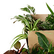 BLOOMIQUE - Lot de 12 - Plante surprise - Mélange de plantes vertes - H. 25-50 cm - P. 12 cm - vignette