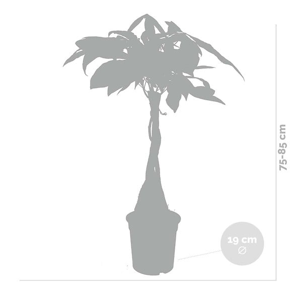 BLOOMIQUE - Pachira Aquatica - Arbre à monnaie - Cacaoyer d’eau - Plantes d’intérieur - H. 60-70 cm - P. 17 cm - large
