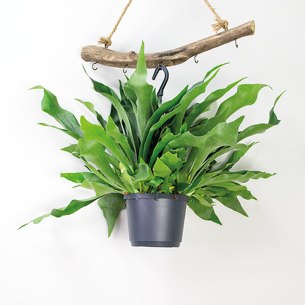 BLOOMIQUE - Platycerium bifurcatum - Corne d’élan - Plantes d’intérieur - Plantes suspendues - H. 30-40 cm - large