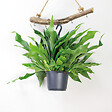 BLOOMIQUE - Platycerium bifurcatum - Corne d’élan - Plantes d’intérieur - Plantes suspendues - H. 30-40 cm - vignette