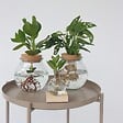 PLANT IN A BOX - Plante à trous - Monstera adansonii 'Monkey Mask' - Hauteur 25-35cm - ⌀20cm - vignette