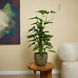 BLOOMIQUE - Lot de 2 - Monstera Adansonii avec Bâton de Mousse - Feuille de Singe - H. 70-80 cm - P. 17 cm - vignette
