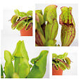 BLOOMIQUE - Lot de 3 - Plantes carnivores - Mélange - Plantes d’intérieur - Faciles d’entretien - 5-10 cm - vignette