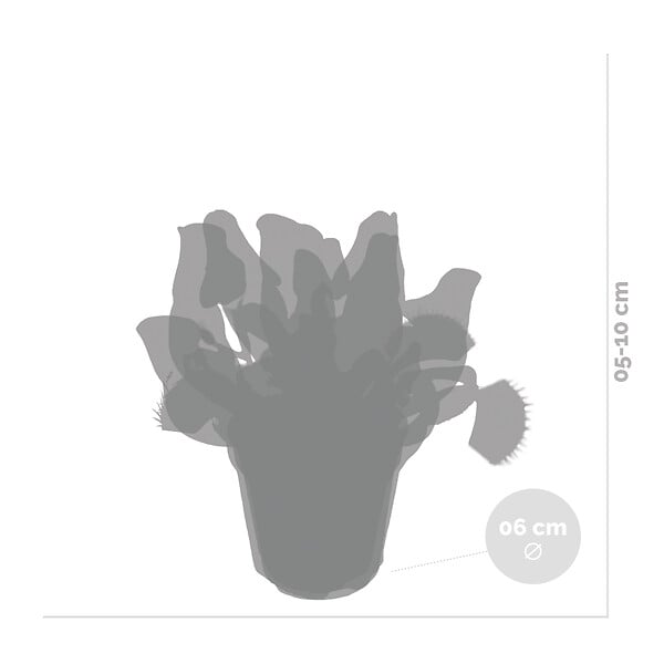 BLOOMIQUE - Lot de 3 - Plantes carnivores - Mélange - Plantes d’intérieur - Faciles d’entretien - 5-10 cm - large
