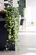 BLOOMIQUE - Scindapsus N-Joy - Lierre du Diable - Plante suspendue - H. 20-30 cm - P. 15 cm - vignette