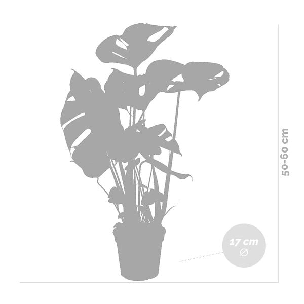 BLOOMIQUE - Monstera Deliciosa - Monstera - Dépolluante - Facile à entretenir - Hauteur 50-60 cm - Pot 17 cm - large