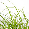 BLOOMIQUE - Lot de 6 - Cyperus zumula - Herbe à chat - Plante d’intérieur - H. 20-30 cm - P. 12 cm - vignette